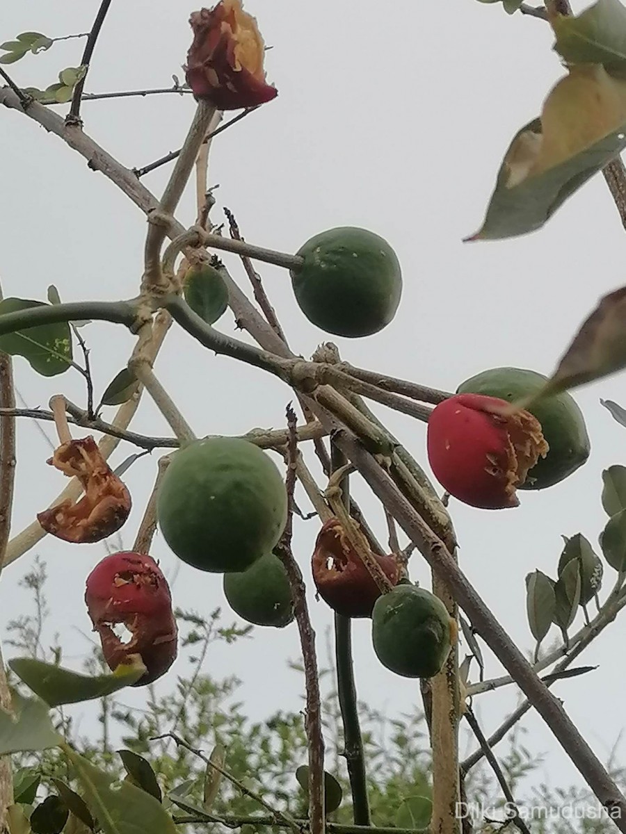 Capparis zeylanica L.