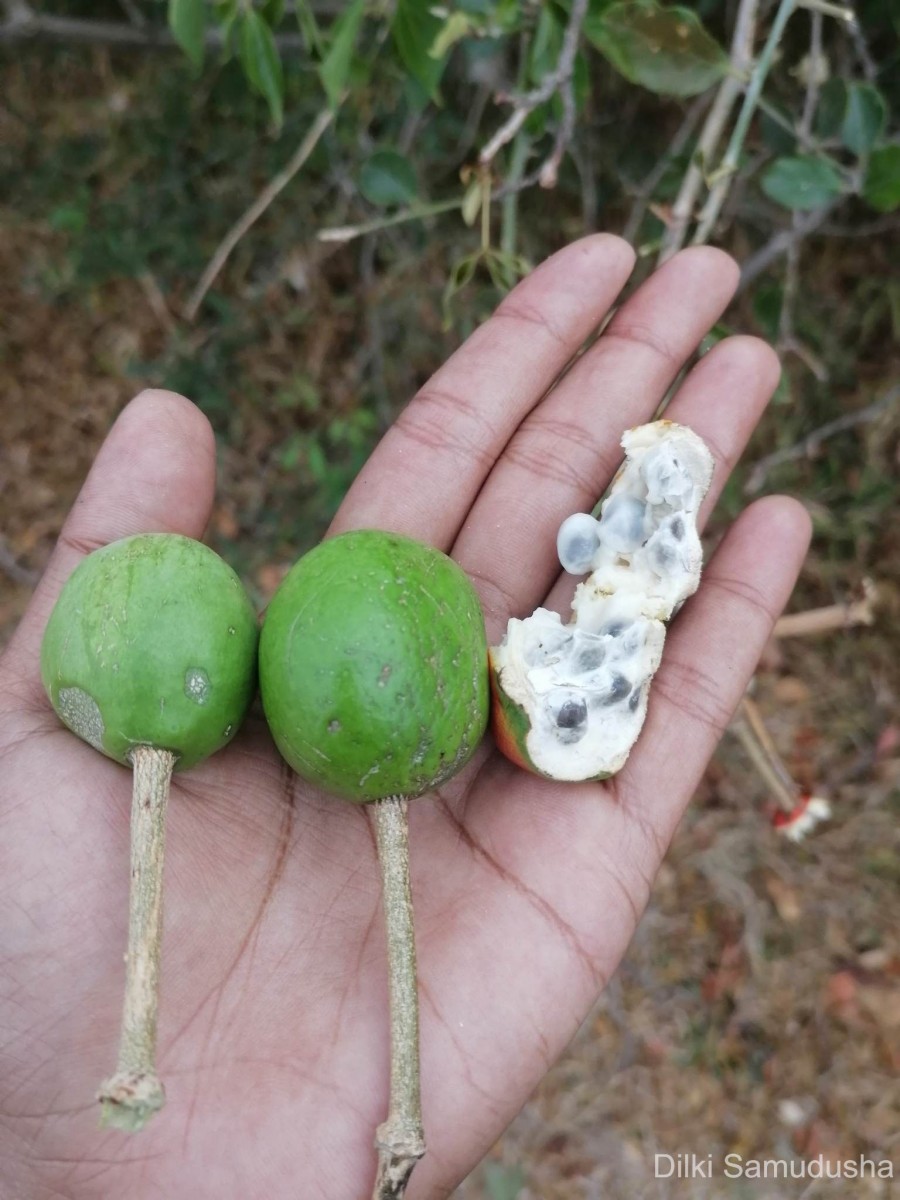 Capparis zeylanica L.