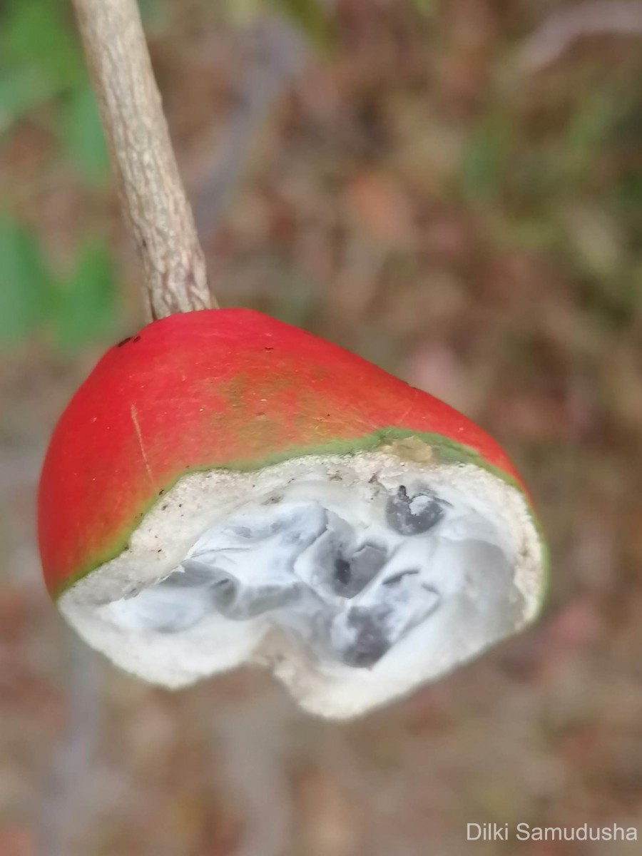 Capparis zeylanica L.