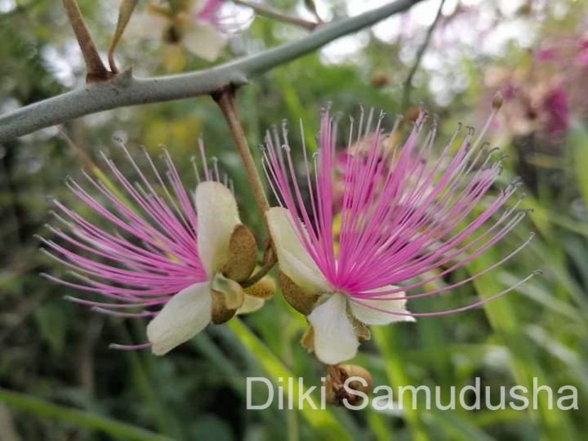 Capparis zeylanica L.