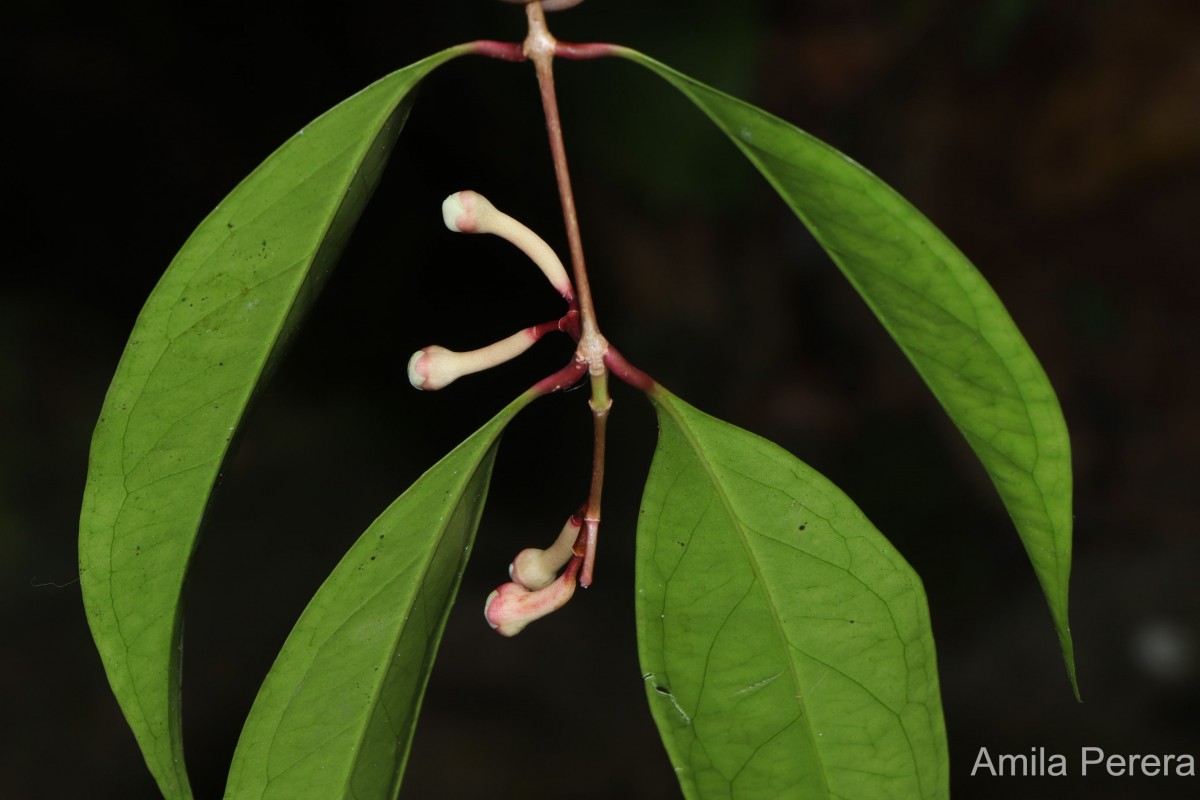 Syzygium cylindricum (Wight) Alston