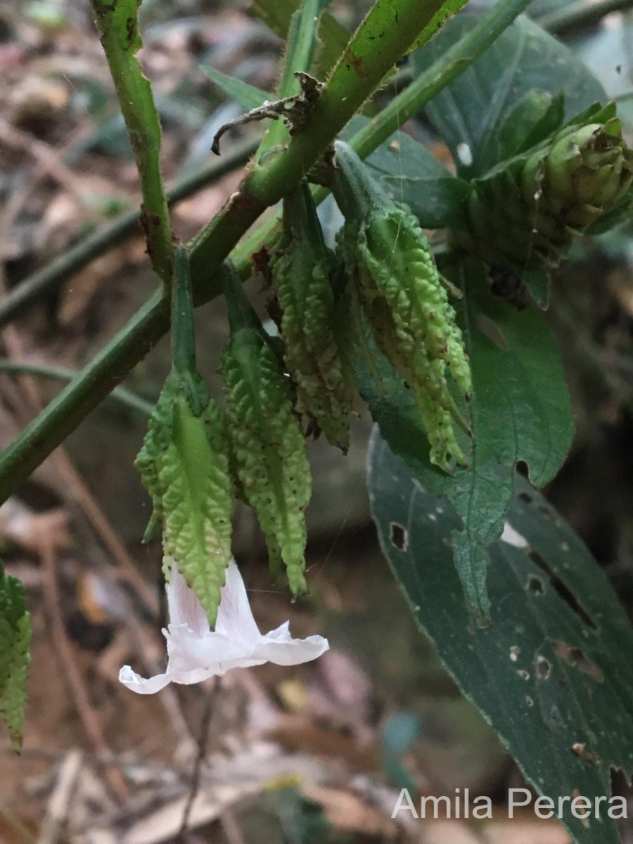 Strobilanthes thwaitesii T.Anderson