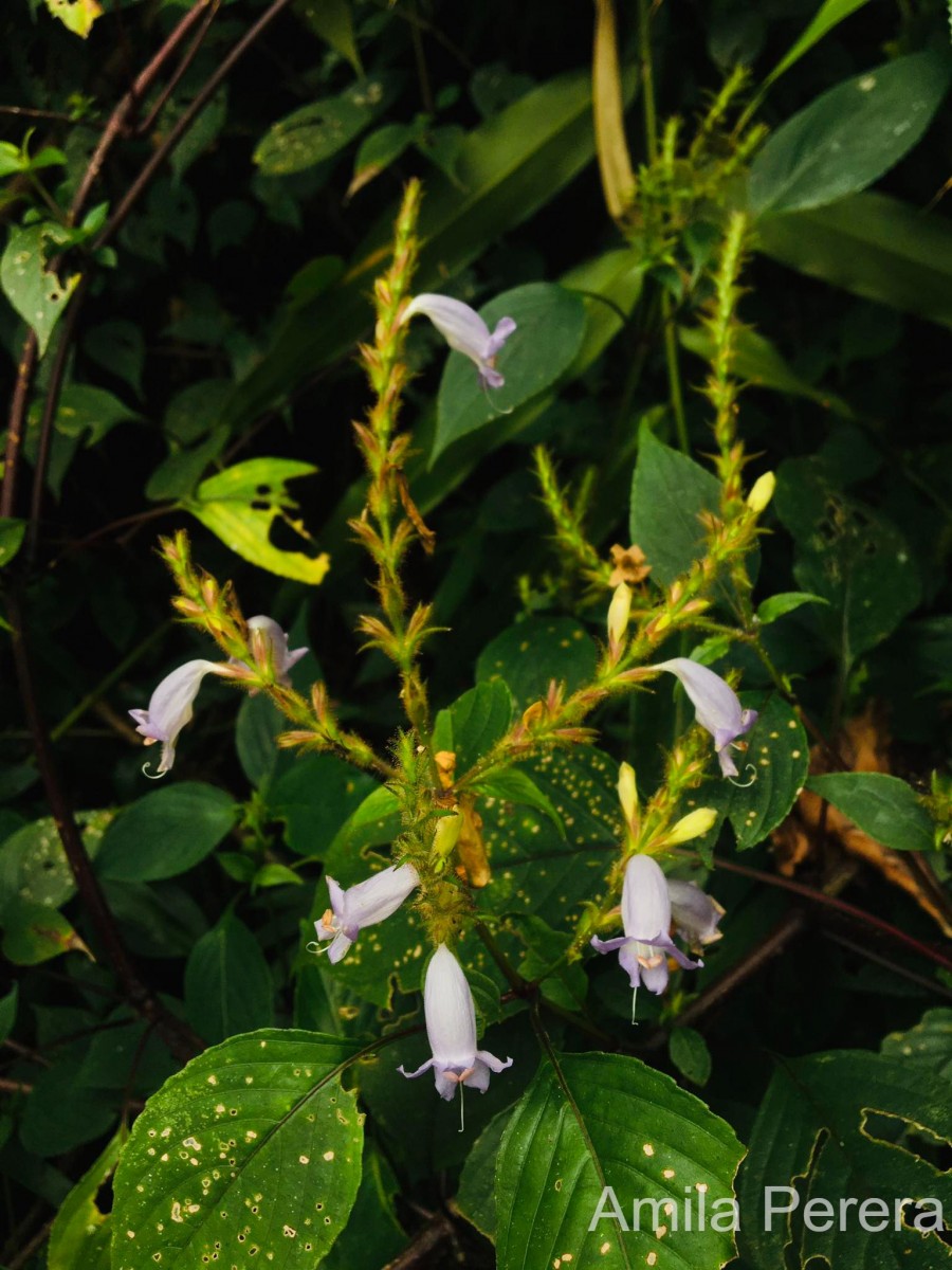 Strobilanthes nigrescens T.Anderson