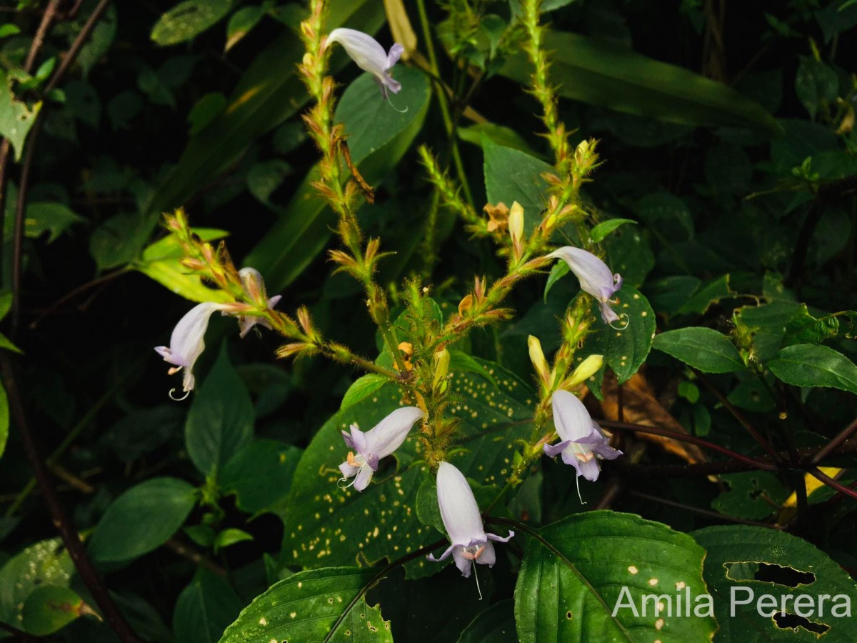 Strobilanthes nigrescens T.Anderson