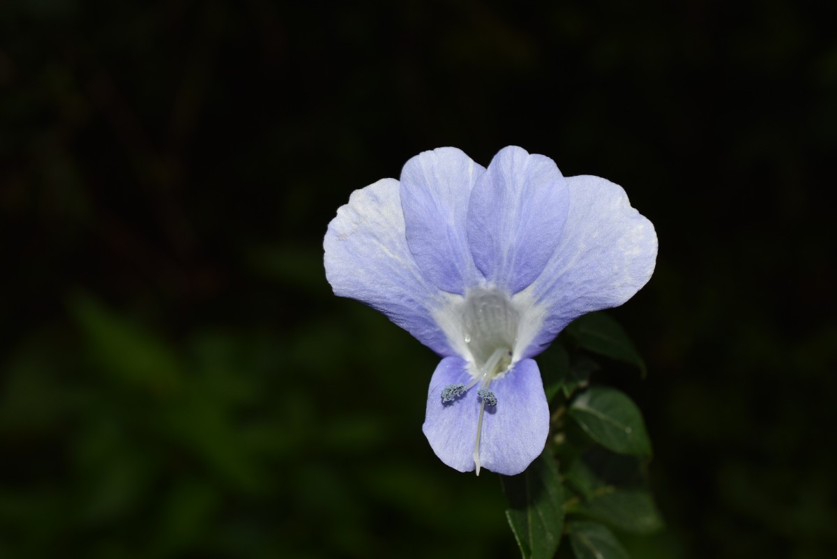 Barleria arnottiana var. arnotiana Nees