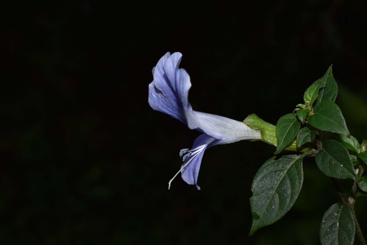 Barleria arnottiana var. arnotiana Nees