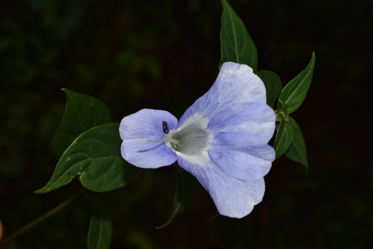 Barleria arnottiana var. arnotiana Nees