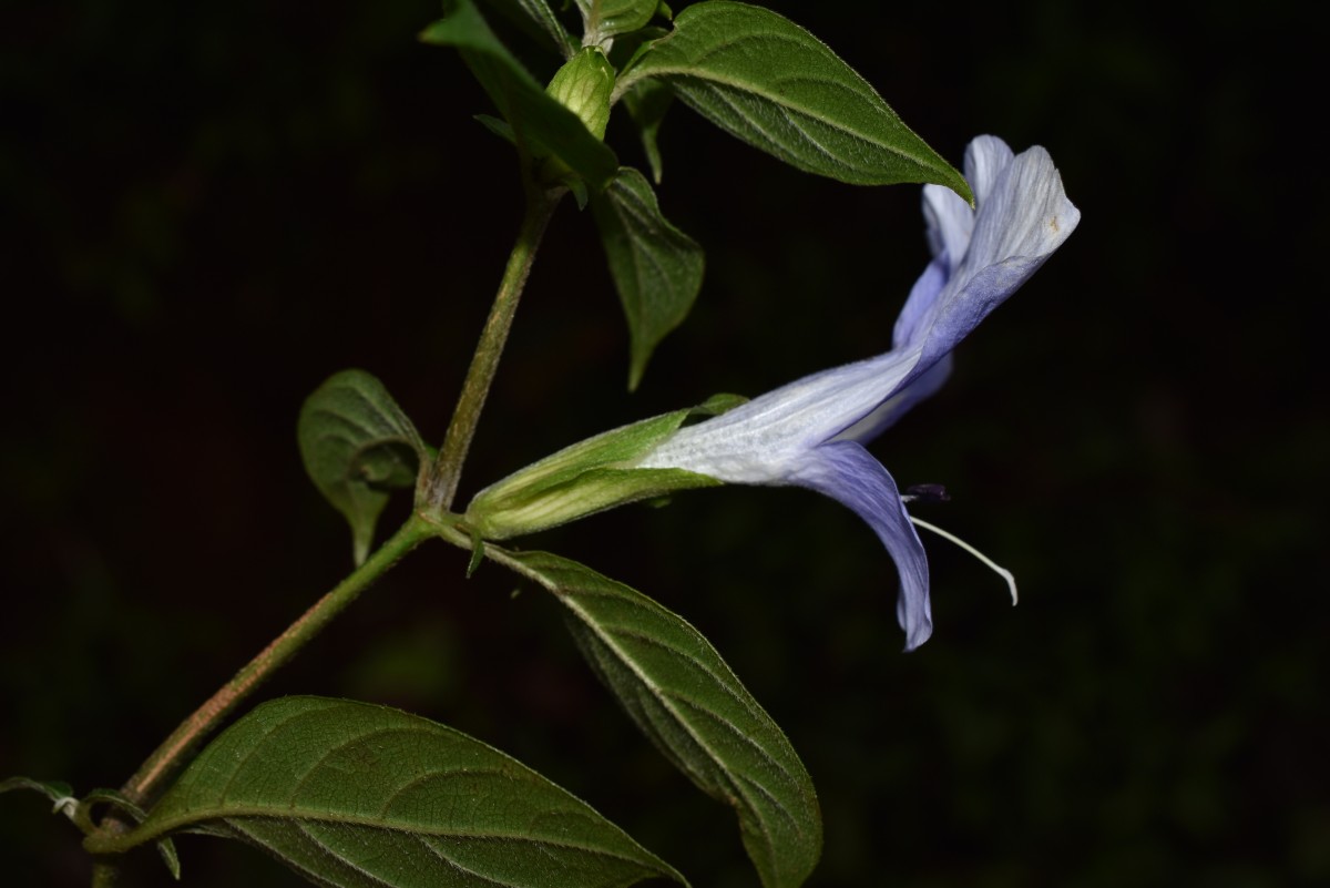 Barleria arnottiana var. arnotiana Nees