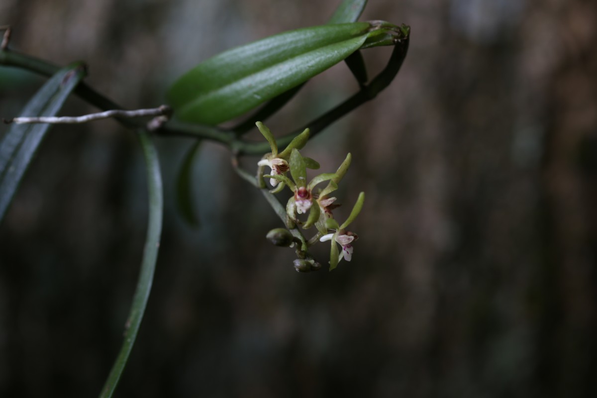 Trichoglottis longifolia Atthan., C.Bandara, N.L.Bandara & Kumar