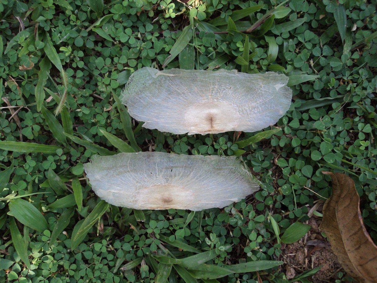 Oroxylum indicum (L.) Kurz