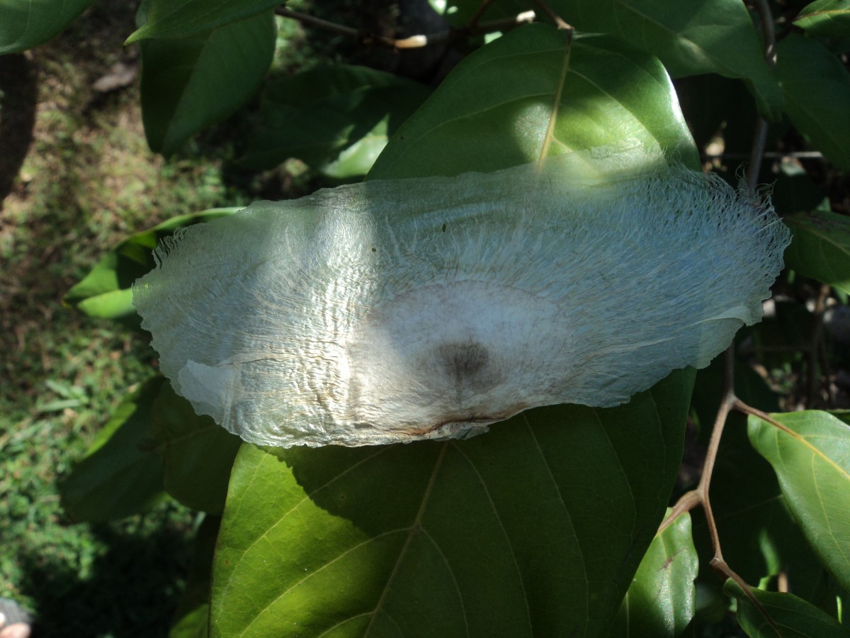 Oroxylum indicum (L.) Kurz