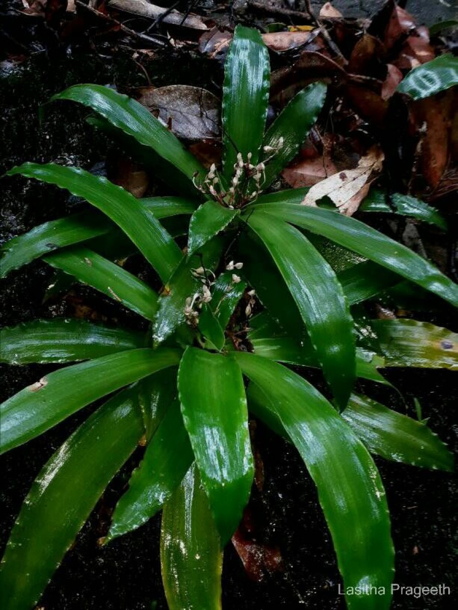 Murdannia glauca (Thwaites ex C.B.Clarke) G.Brückn.