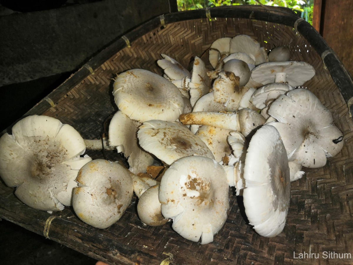 Termitomyces eurrhizus (Berk.) Heim (Heim, 1942)