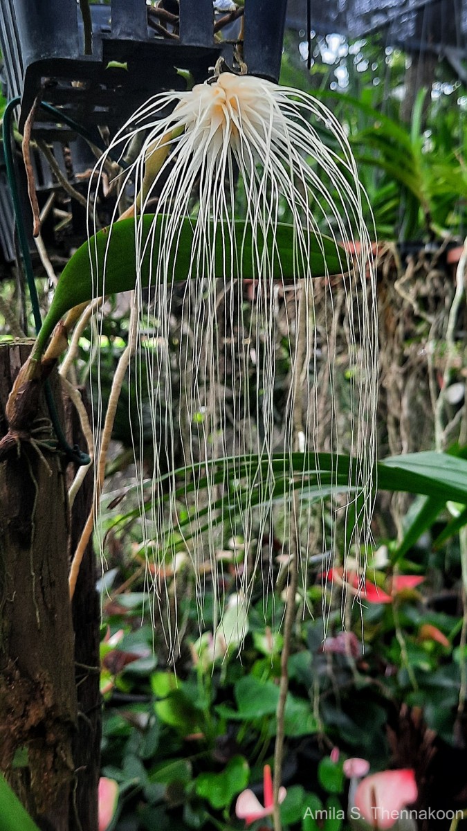 Bulbophyllum medusae (Lindl.) Rchb.f.