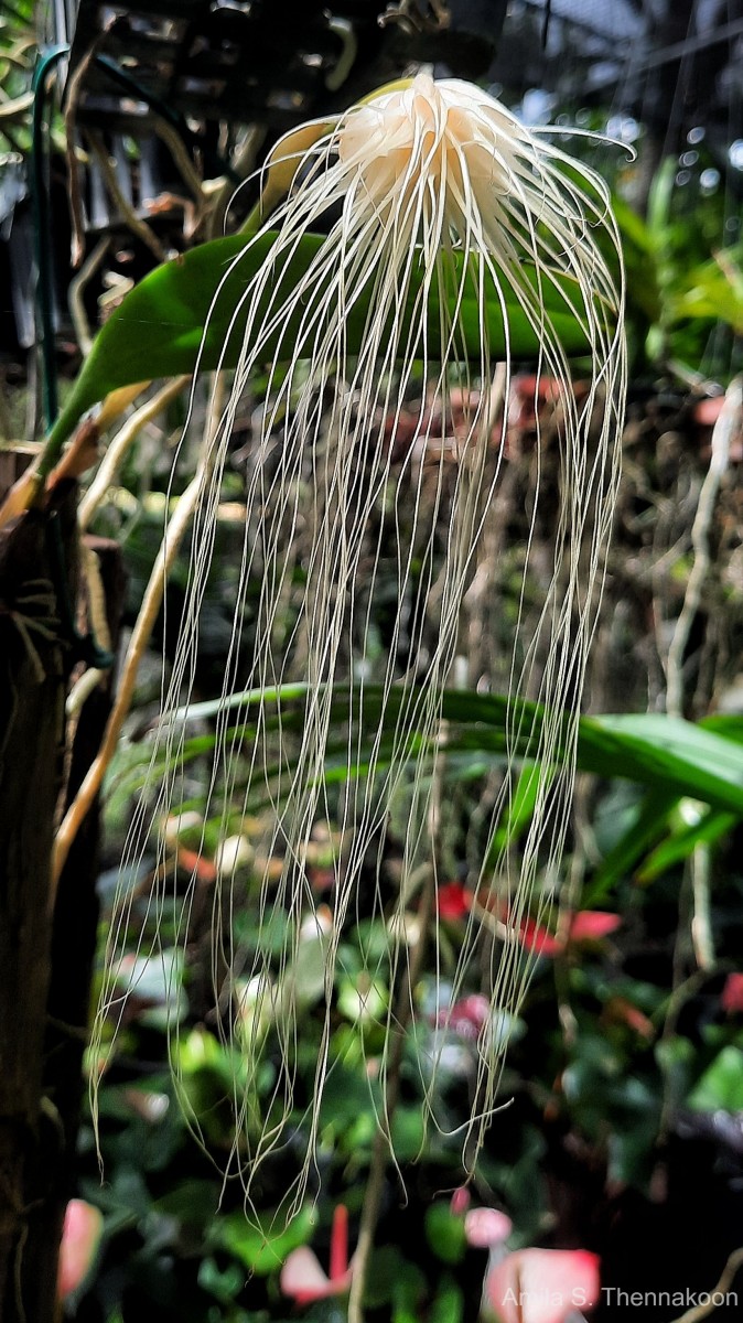 Bulbophyllum medusae (Lindl.) Rchb.f.