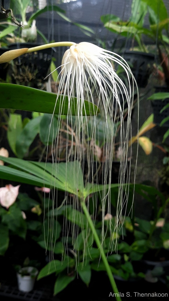 Bulbophyllum medusae (Lindl.) Rchb.f.