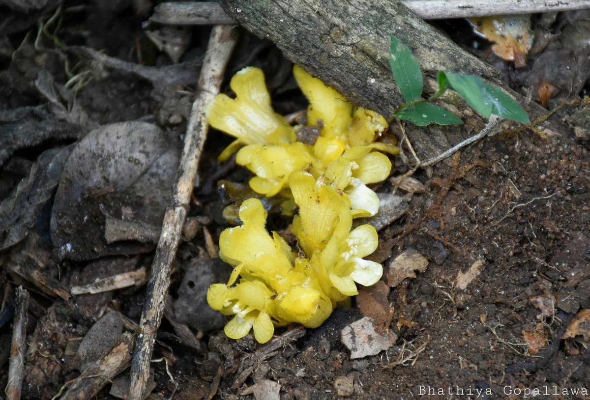 Campbellia cytinoides (Reut.) Wight