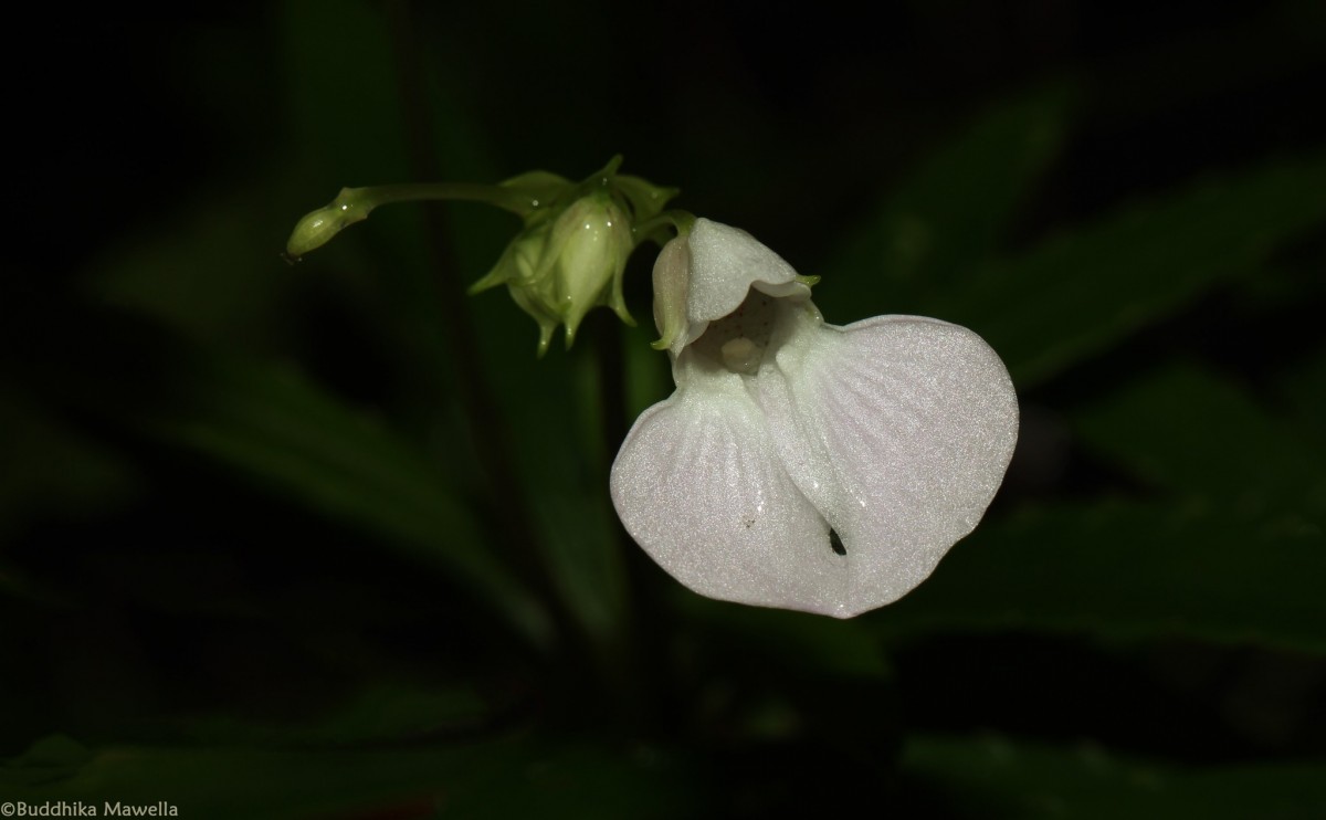 Impatiens linearis Arn.