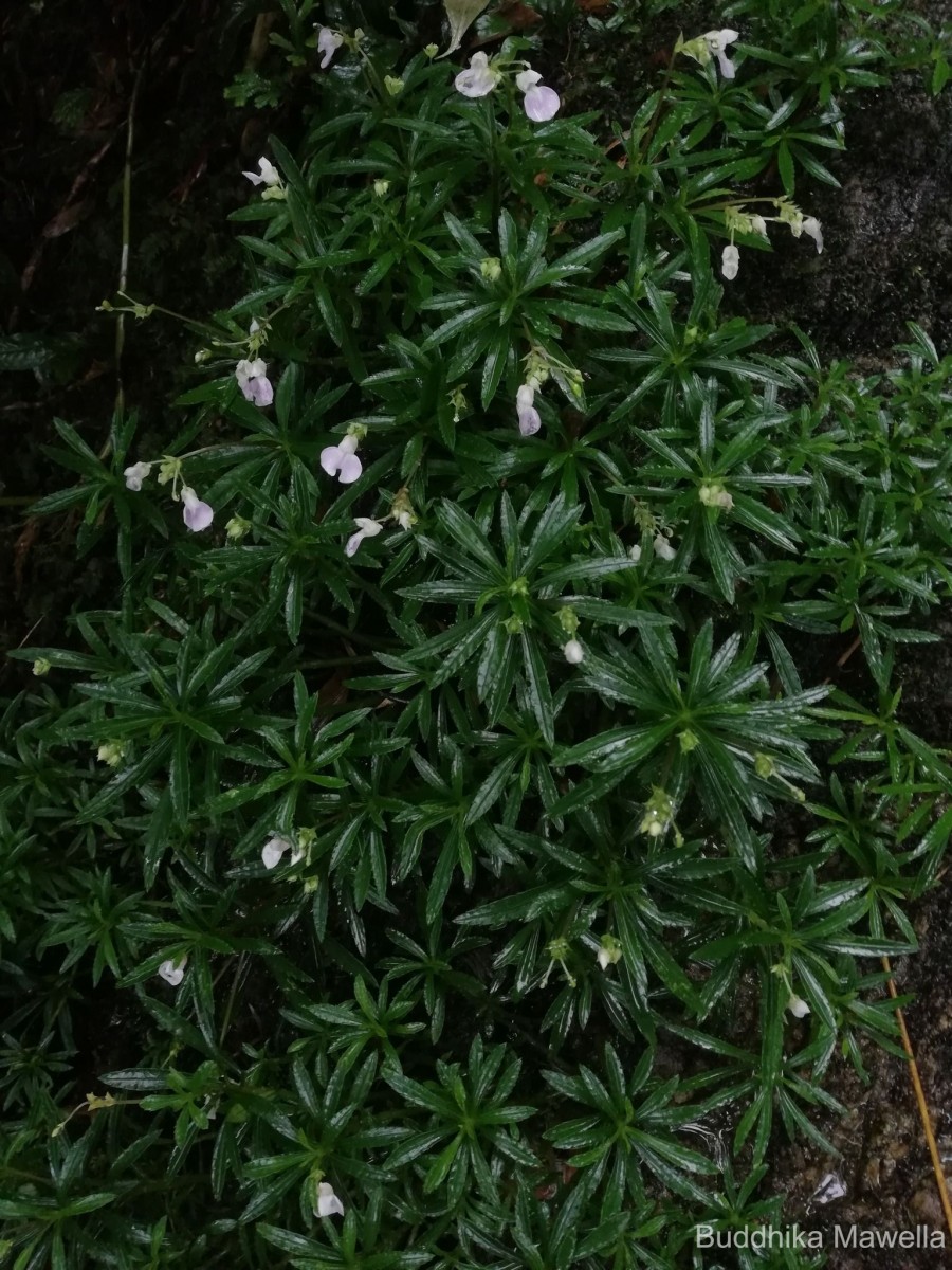 Impatiens linearis Arn.