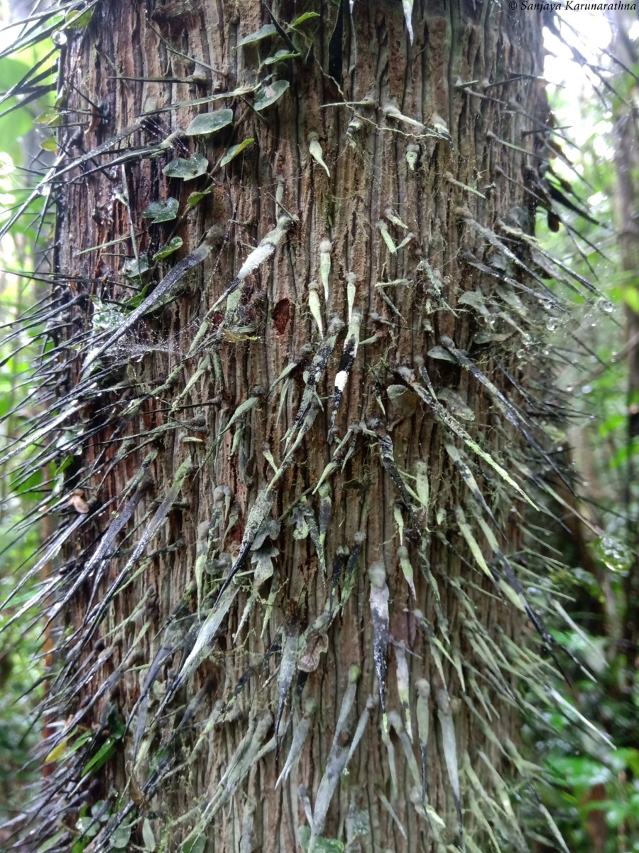 Oncosperma fasciculatum Thwaites