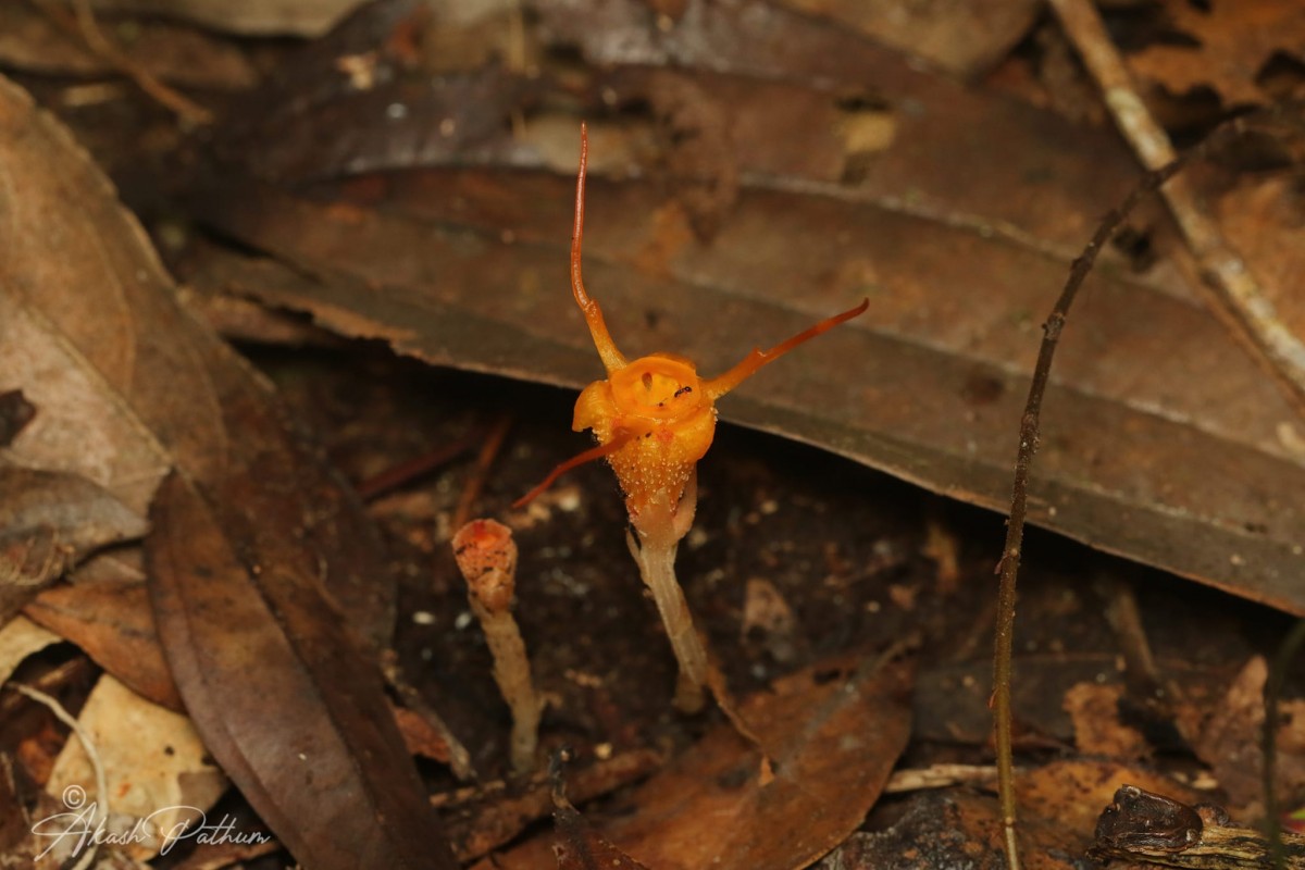 Thismia gardneriana Hook.f. ex Thwaites