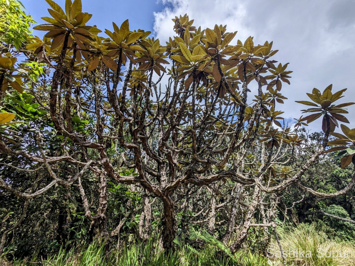 Rhododendron arboreum subsp. zeylanicum (Booth) Tagg