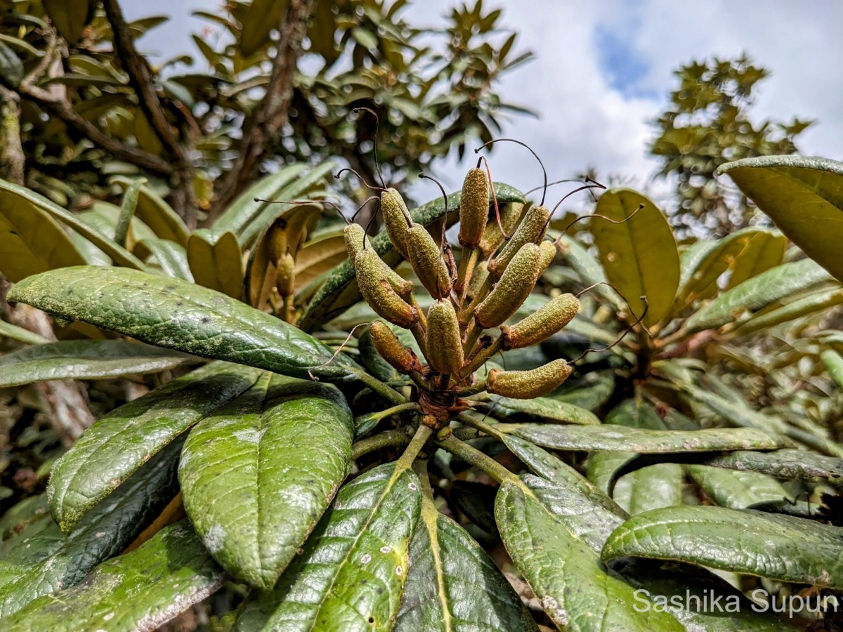 Rhododendron arboreum subsp. zeylanicum (Booth) Tagg