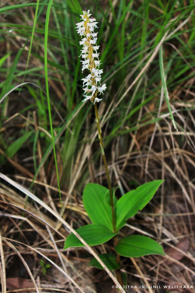 Peristylus trimenii (Hook.f.) Abeyw.