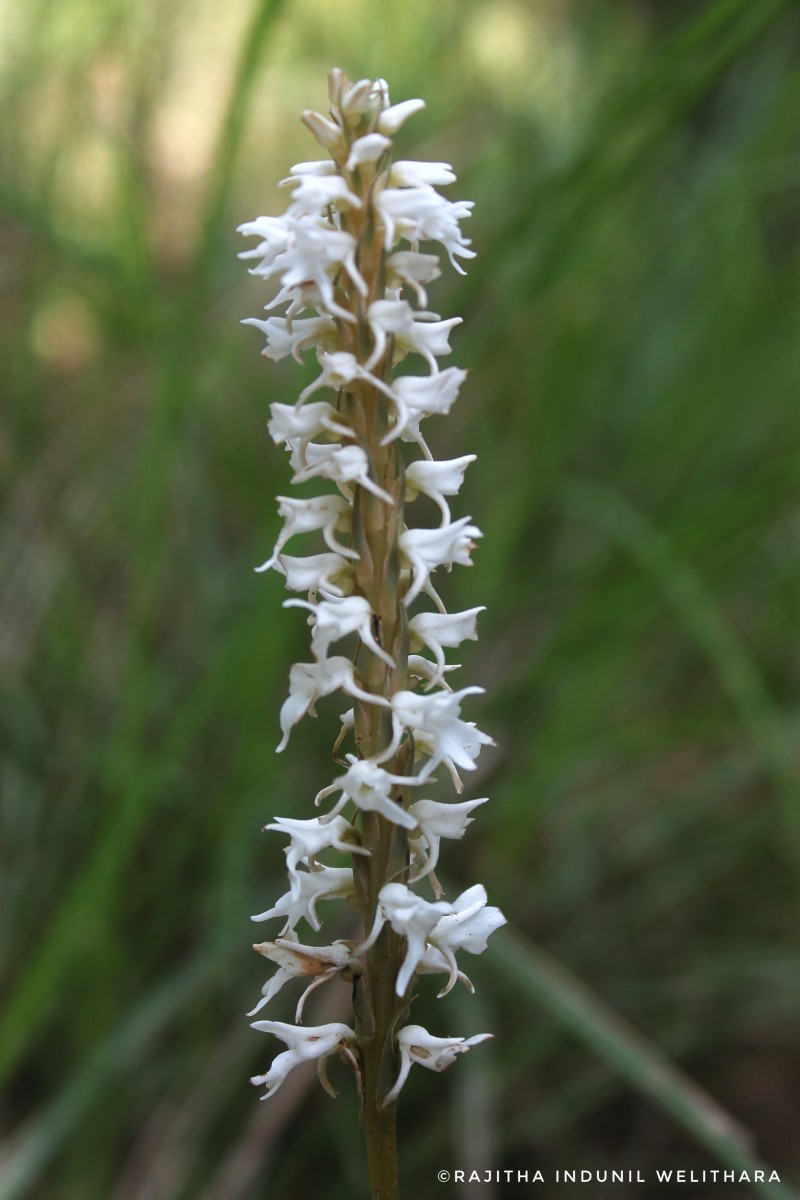 Peristylus trimenii (Hook.f.) Abeyw.