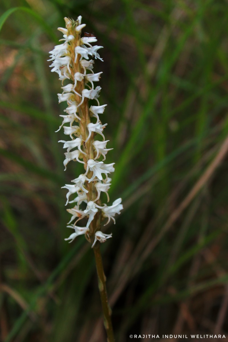 Peristylus trimenii (Hook.f.) Abeyw.