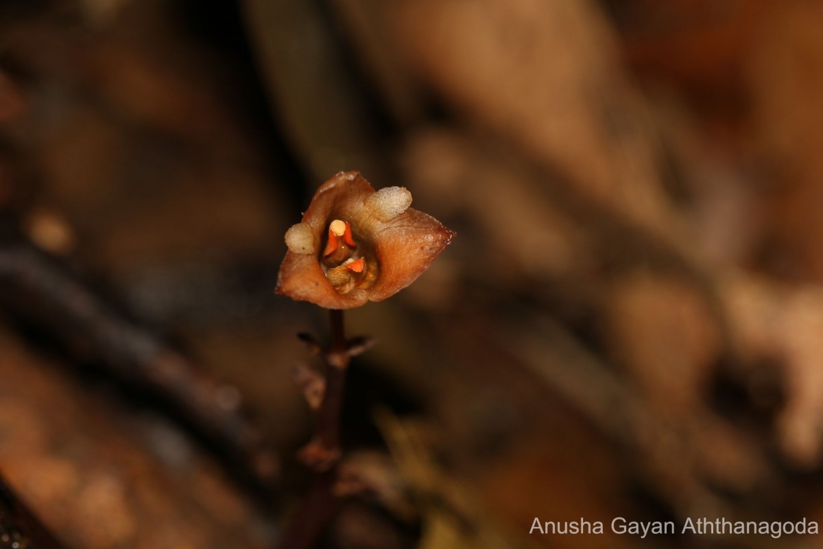 Gastrodia munasinghae Atthanagoda, C.Bandara & Kumar