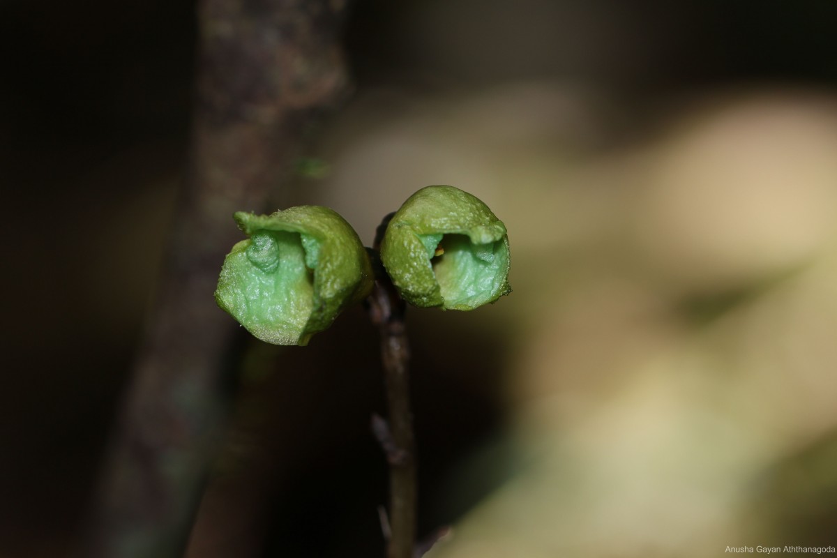 Gastrodia thilakapremae Atthanagoda, C.Bandara & Kumar