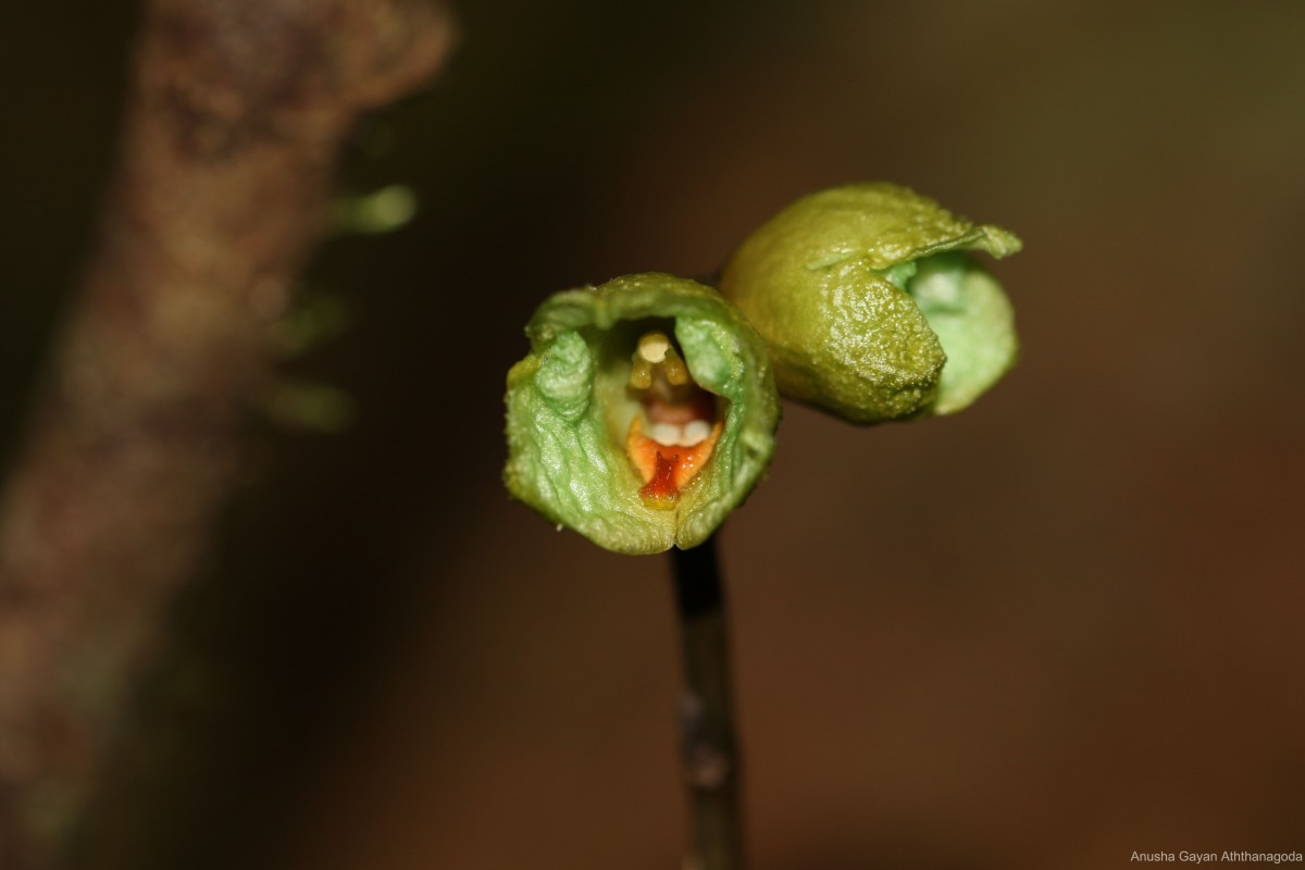 Gastrodia thilakapremae Atthanagoda, C.Bandara & Kumar