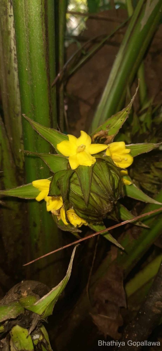 Curculigo trichocarpa (Wight) Bennet & Raizada