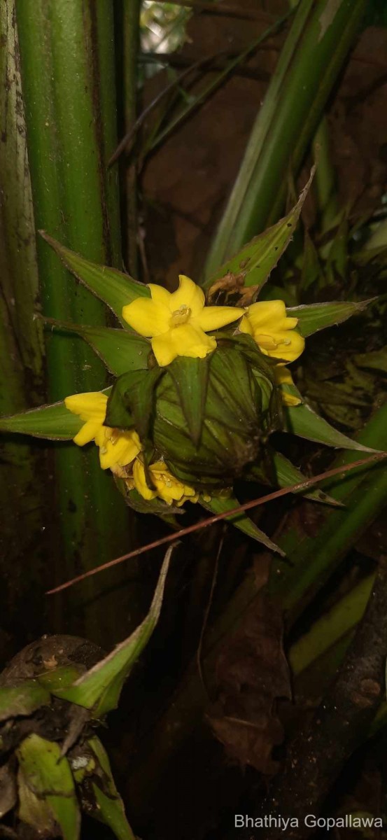 Curculigo trichocarpa (Wight) Bennet & Raizada