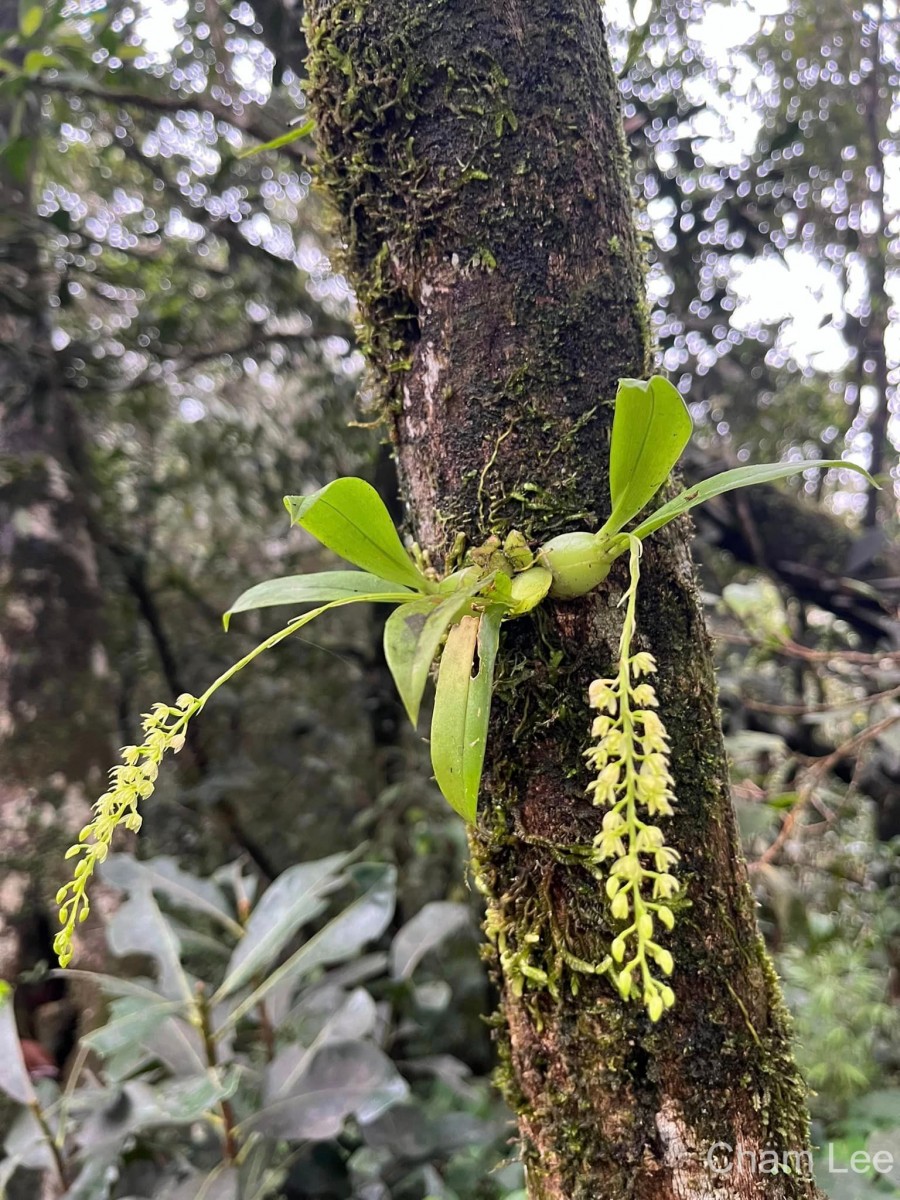 Liparis elliptica Wight