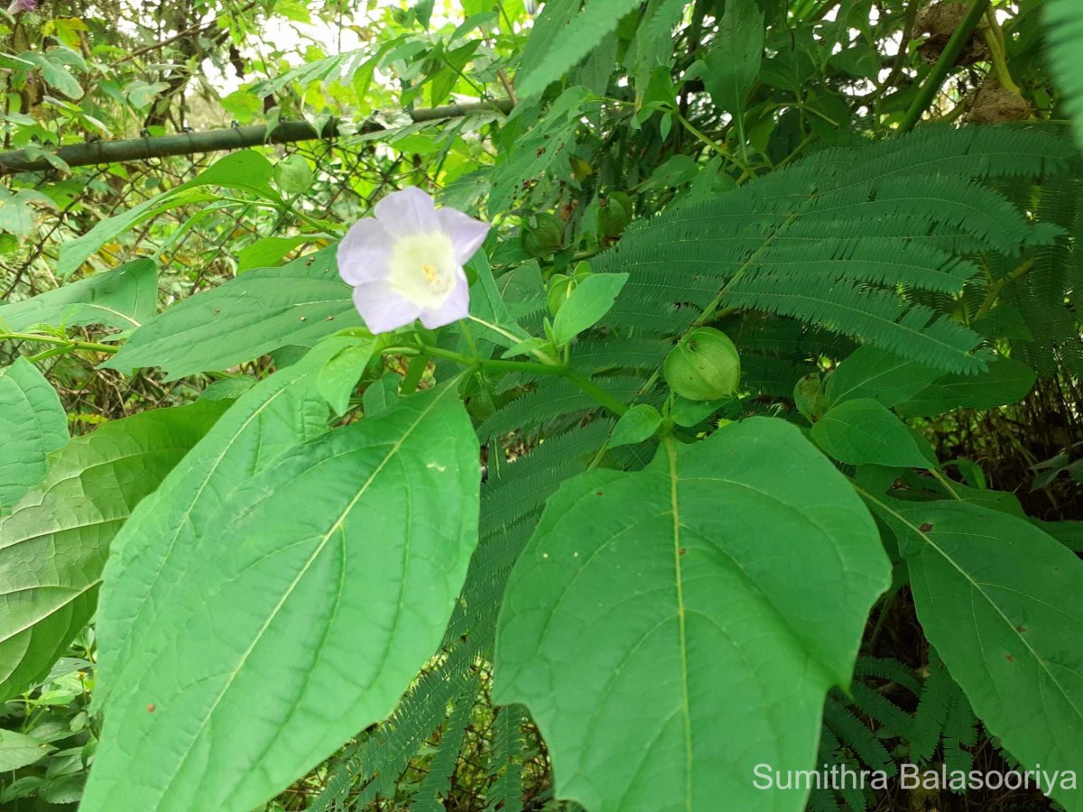 Nicandra physalodes (L.) Gaertn.