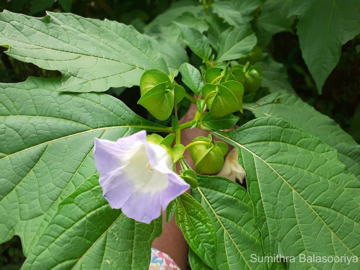 Nicandra physalodes (L.) Gaertn.