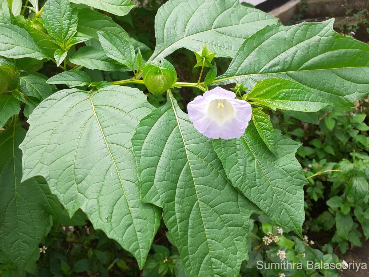 Nicandra physalodes (L.) Gaertn.