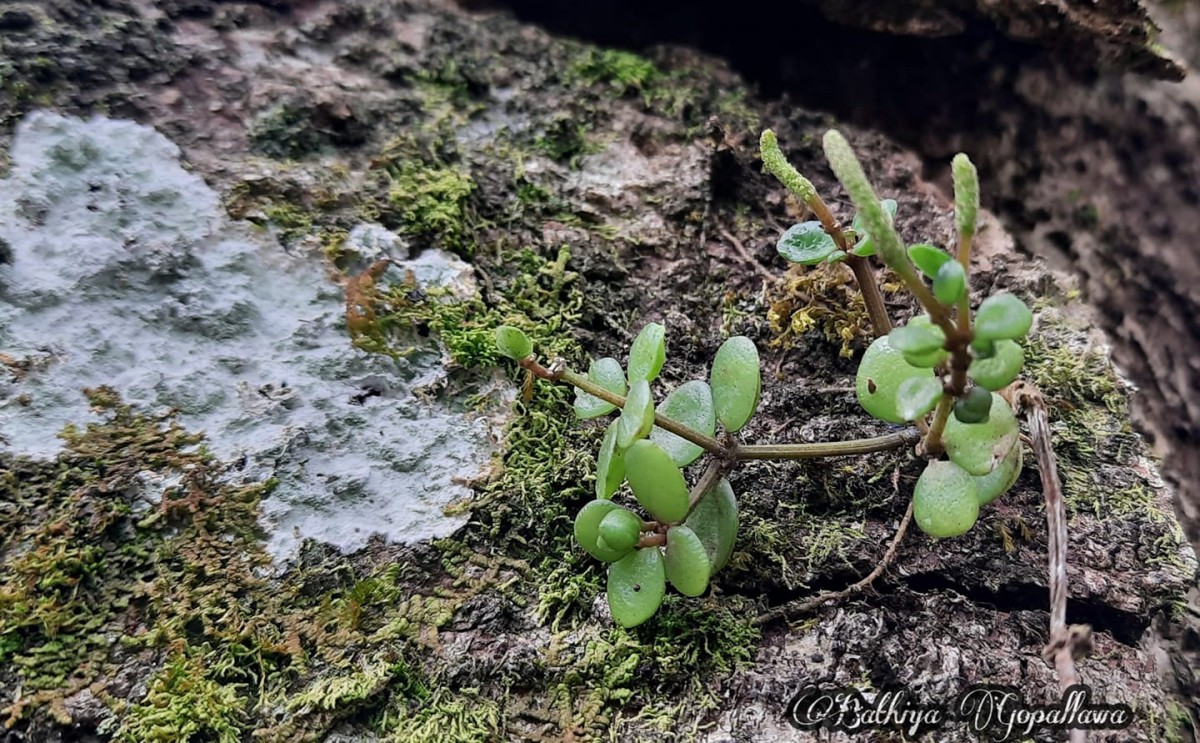 Peperomia tetraphylla (G.Forst.) Hook. & Arn.