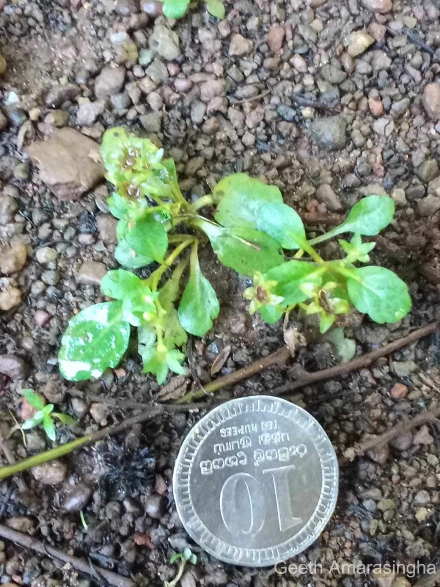 Mazus pumilus (Burm.f.) Steenis