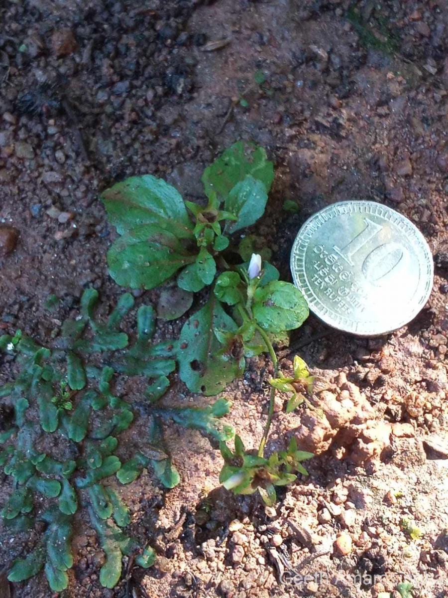 Mazus pumilus (Burm.f.) Steenis