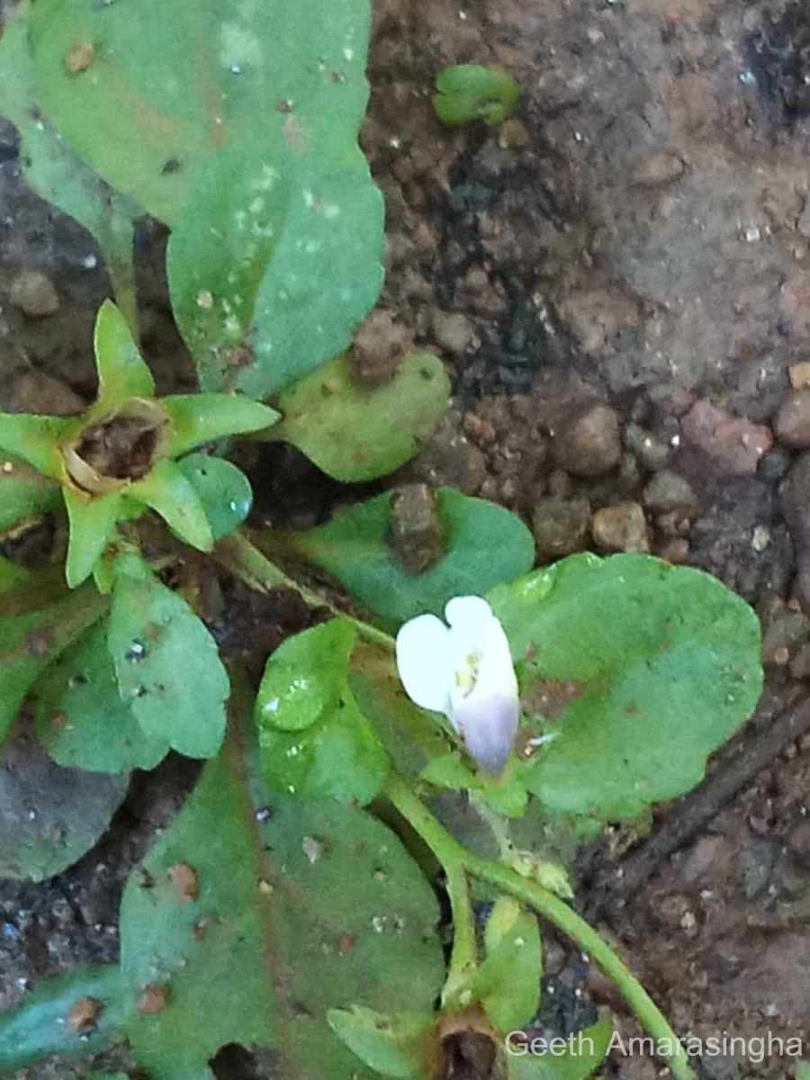 Mazus pumilus (Burm.f.) Steenis