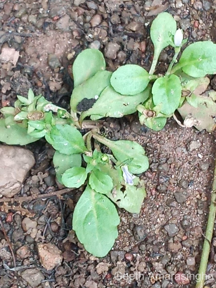 Mazus pumilus (Burm.f.) Steenis