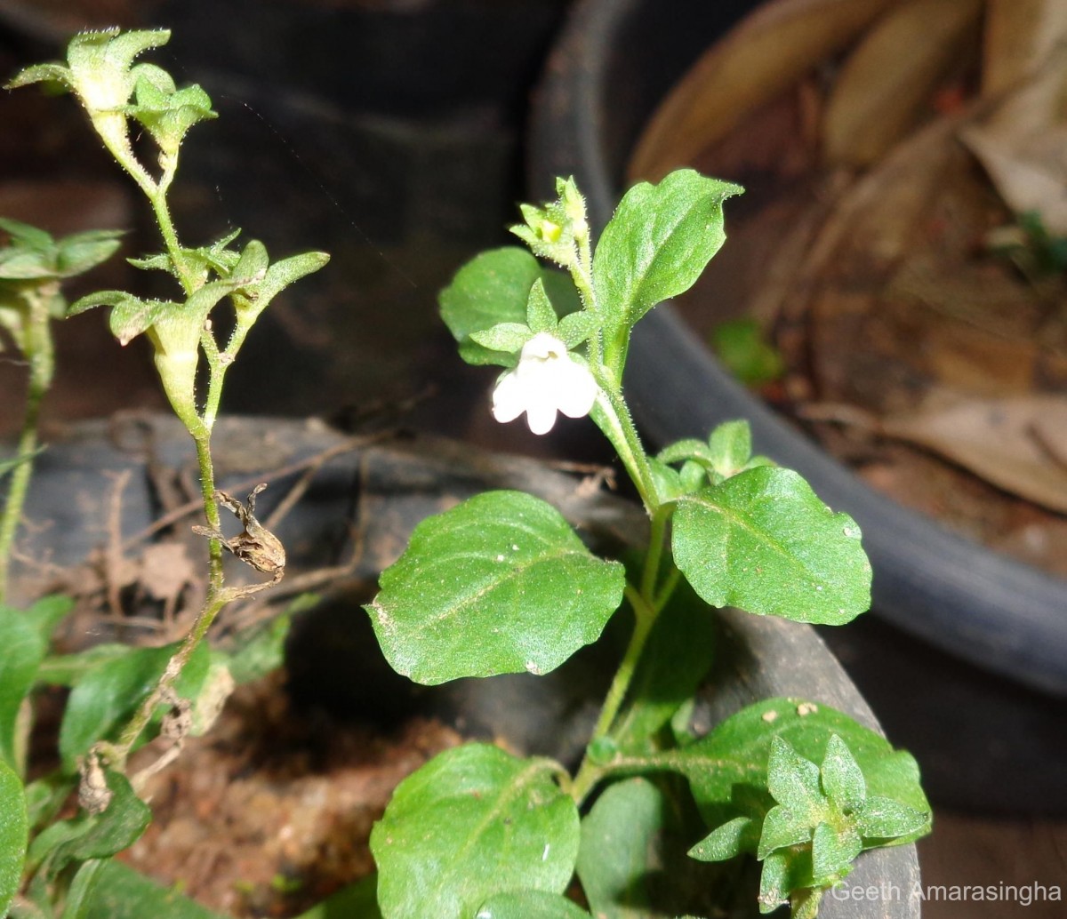 Mazus pumilus (Burm.f.) Steenis