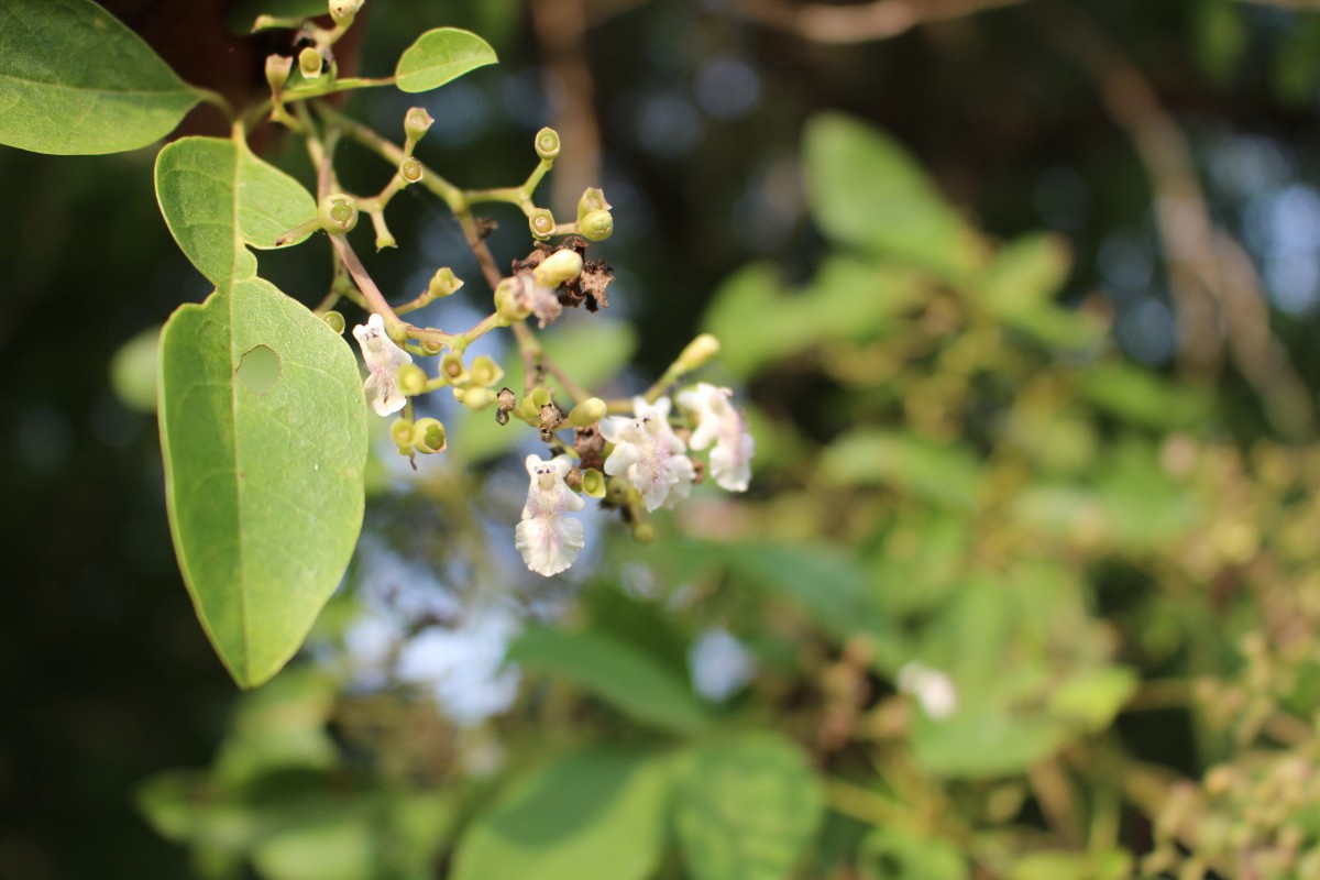 Vitex leucoxylon L.f.