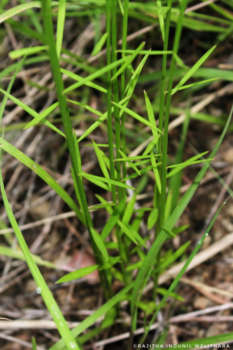 Polygala longifolia Poir.