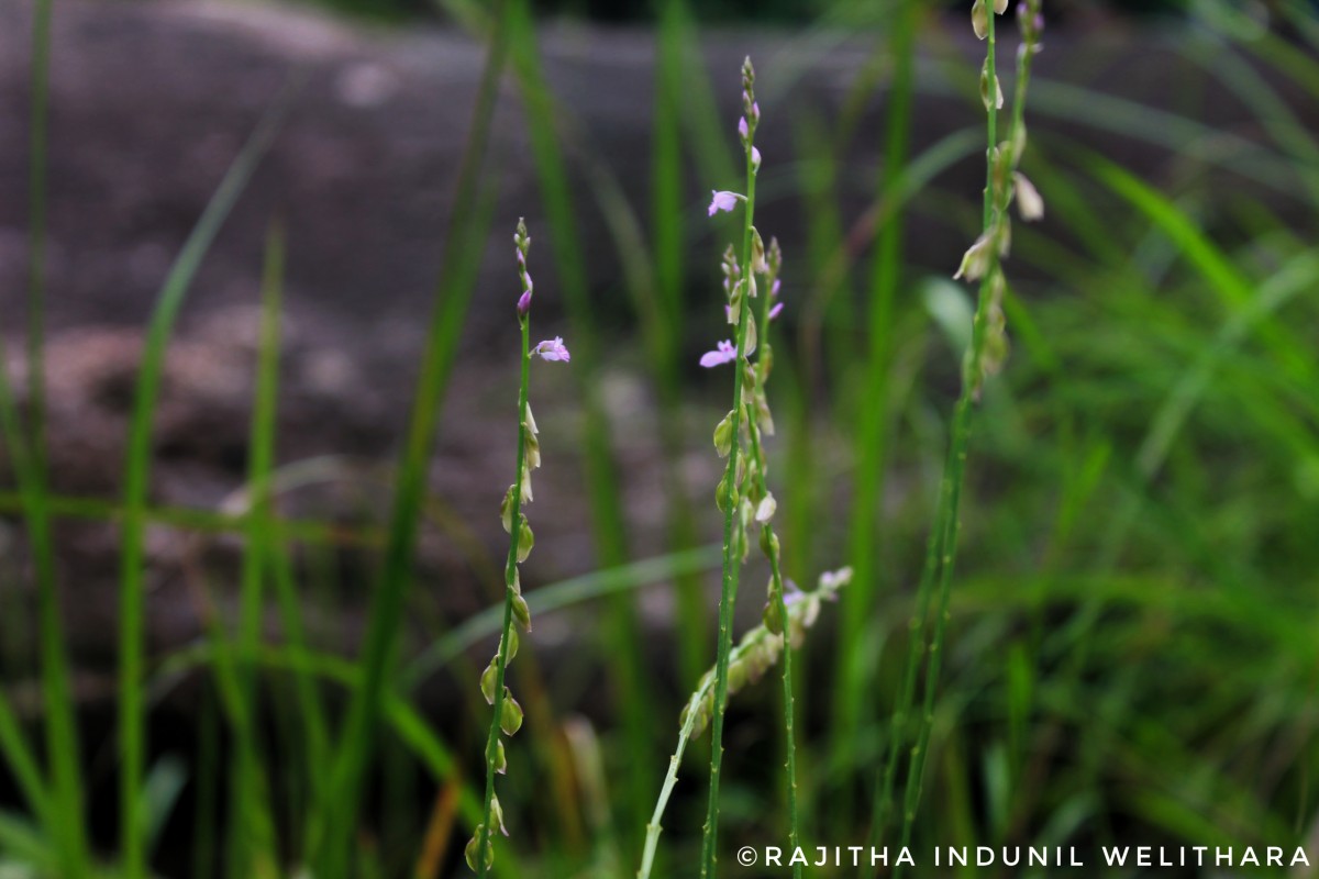 Polygala longifolia Poir.