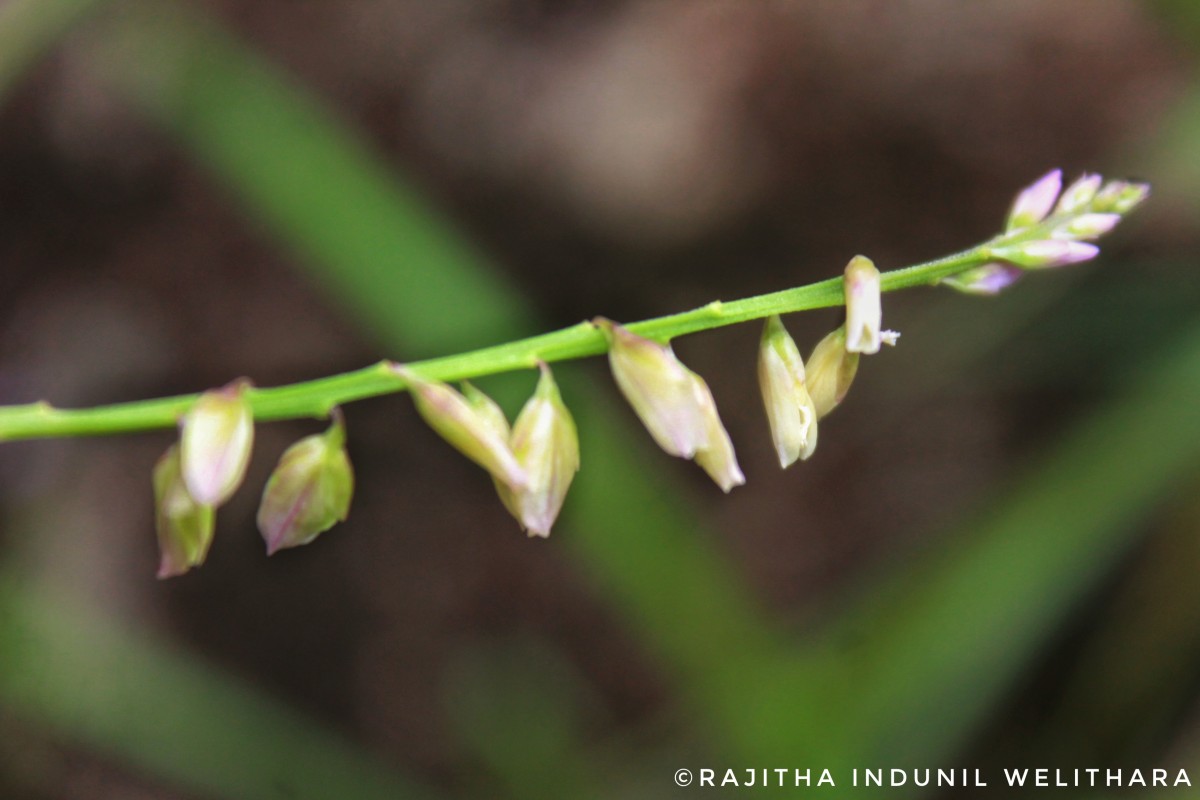 Polygala longifolia Poir.