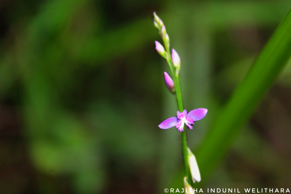 Polygala longifolia Poir.